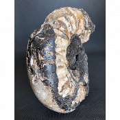 AMMONITE-SEPTARIA 4270 g 