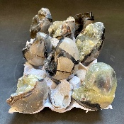 SEPTARIA OEUF Lot de 8 Pièces