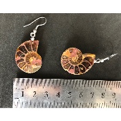 AMMONITE BOUCLE D'OREILLE 