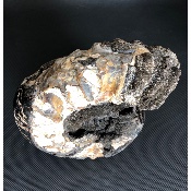 AMMONITE-SEPTARIA 4270 g 