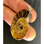 AMMONITE PENDENTIF 