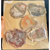 BOIS FOSSILE PLAQUE Deux Faces Polies Paquet de 1,5 kg