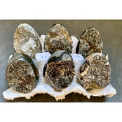 SEPTARIA OEUF Lot de 6 pièces
