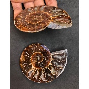 AMMONITE SCIÉE 205 g 